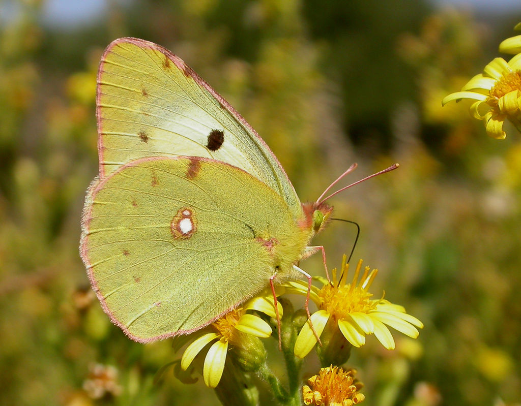 Berger's Clouded Yellow