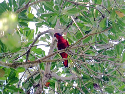 Biak red lory