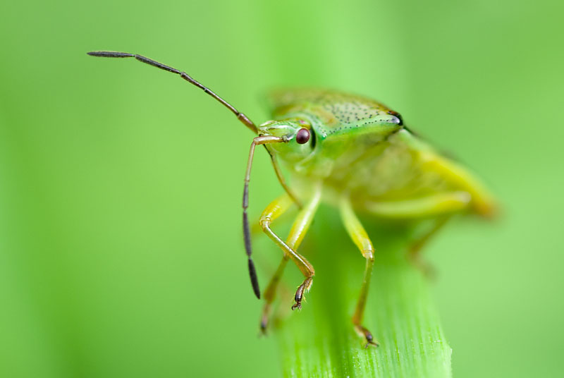 Birch shieldbug