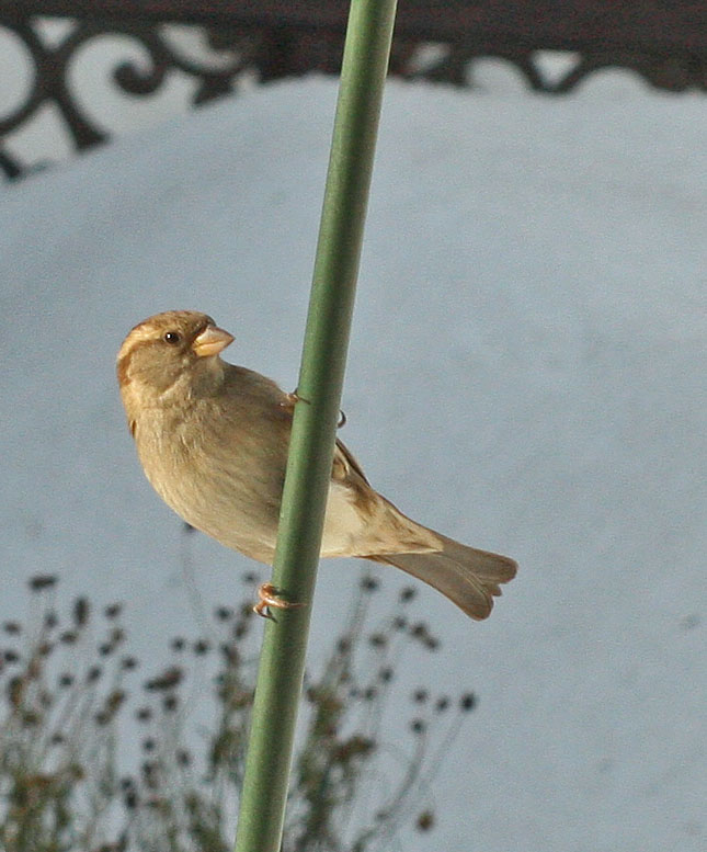 Bird ID help..please