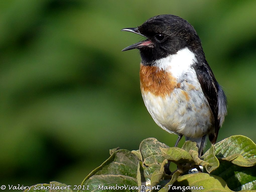 Bird-of-the-day #6 at MamboViewPoint