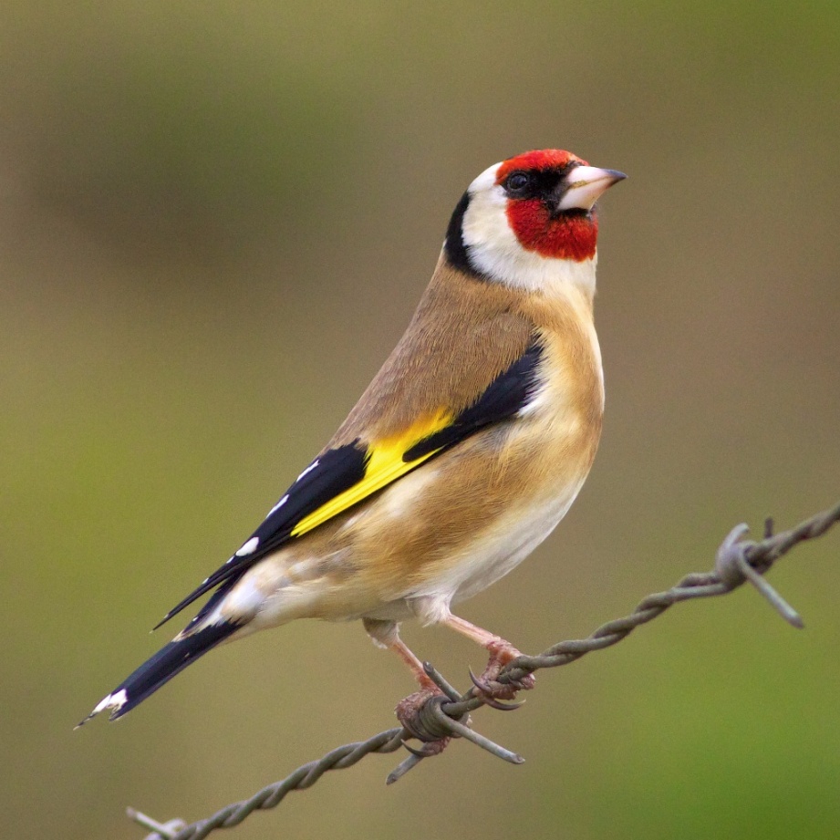 bird on a wire