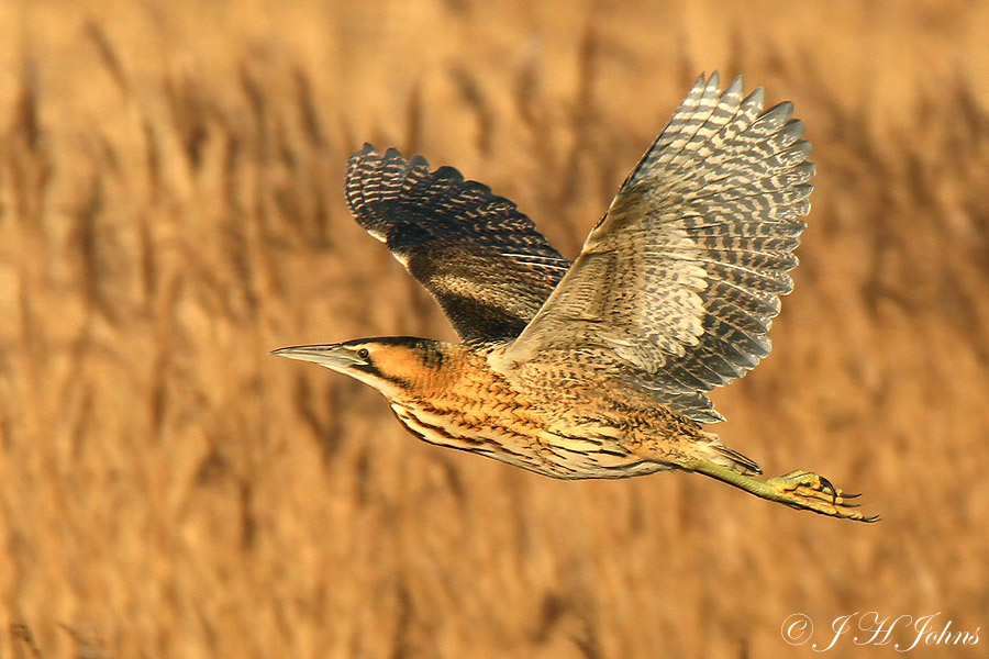 Bittern