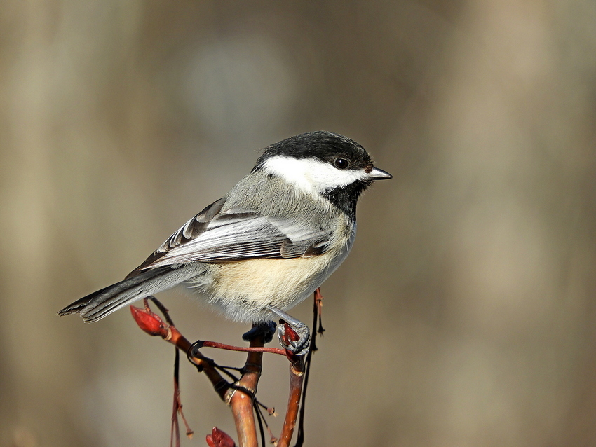 Black Capped Chickadee