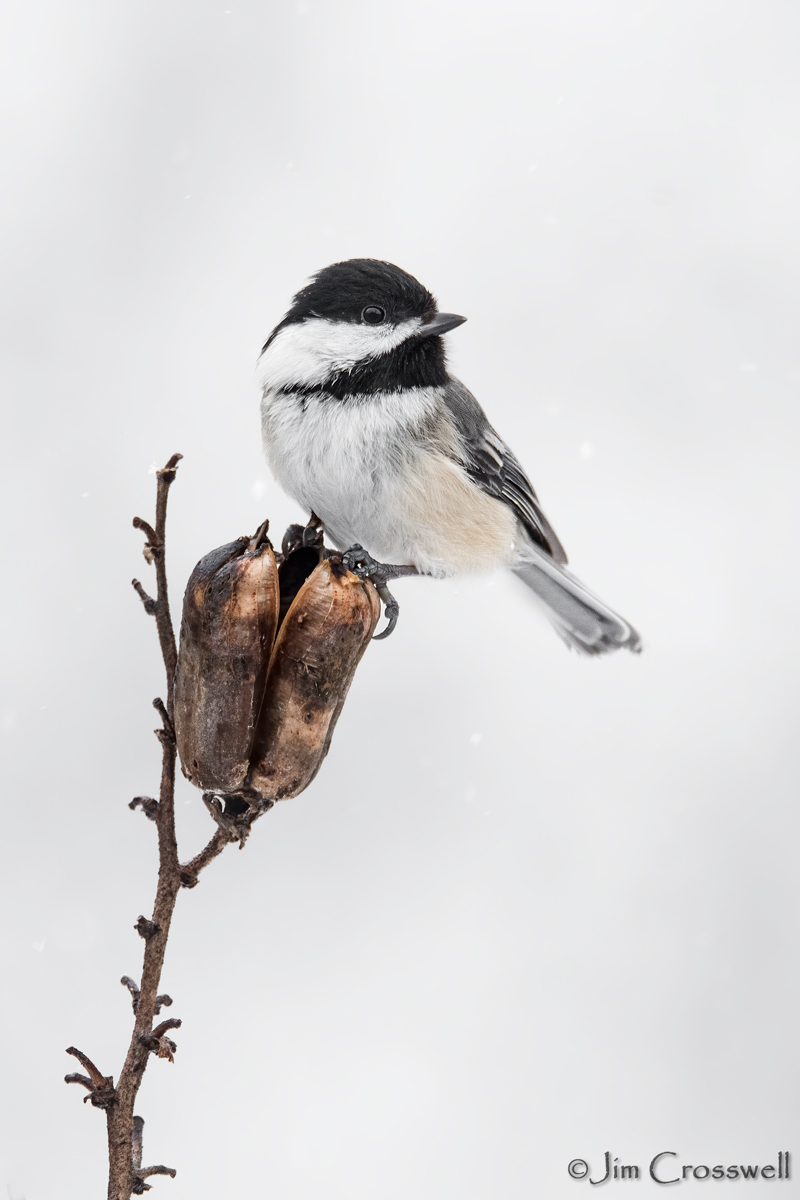 Black-capped Chickadee 