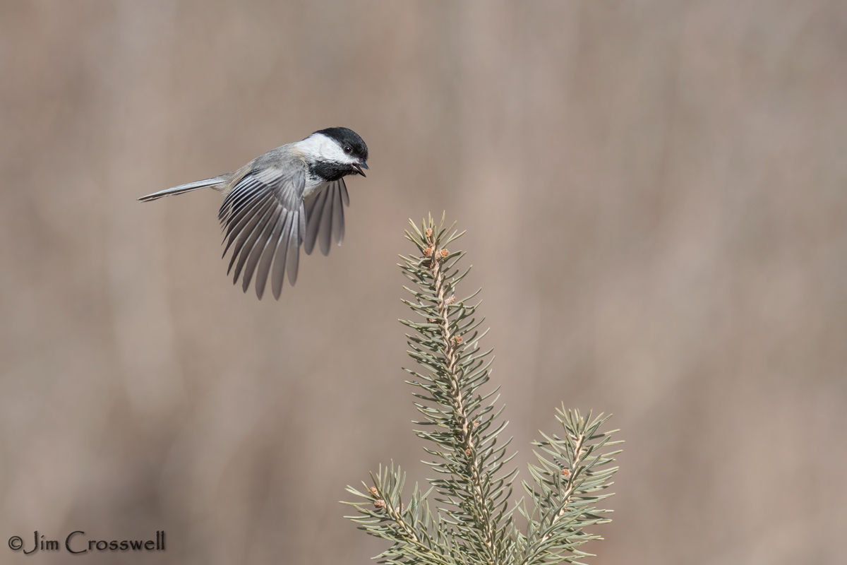 Black-capped Chickadee