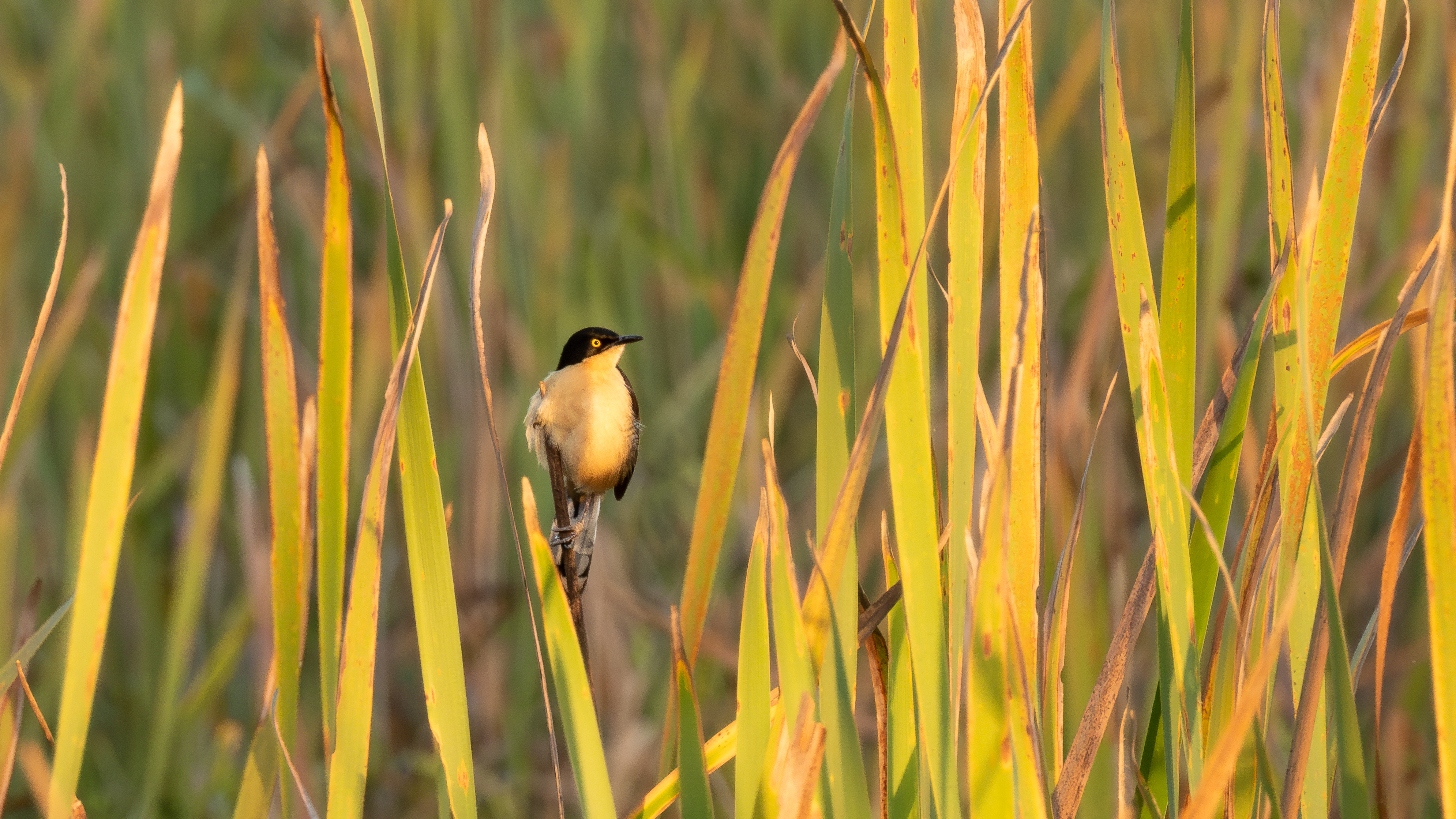 Black-capped Donacobius