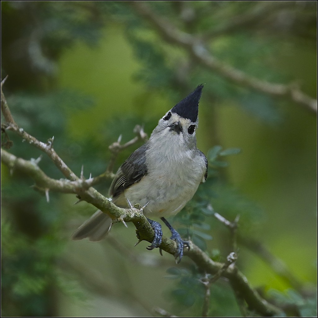 Black-crested Titmouse