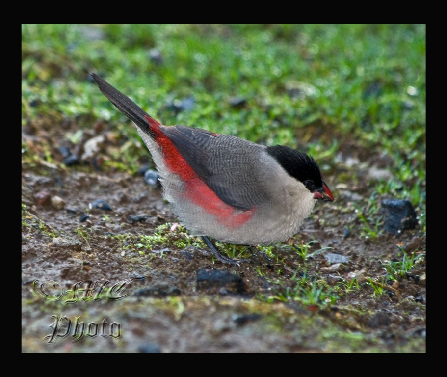 Black-crowned Waxbill