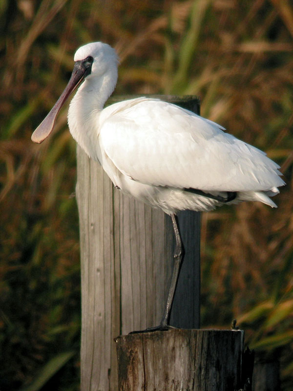 Black-faced Spoonbill