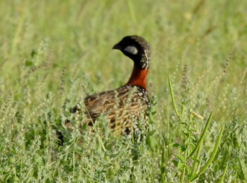 Black Francolin Male