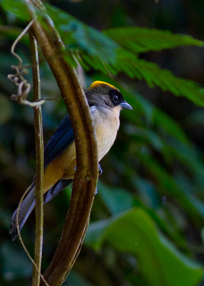 Black-goggled Tanager