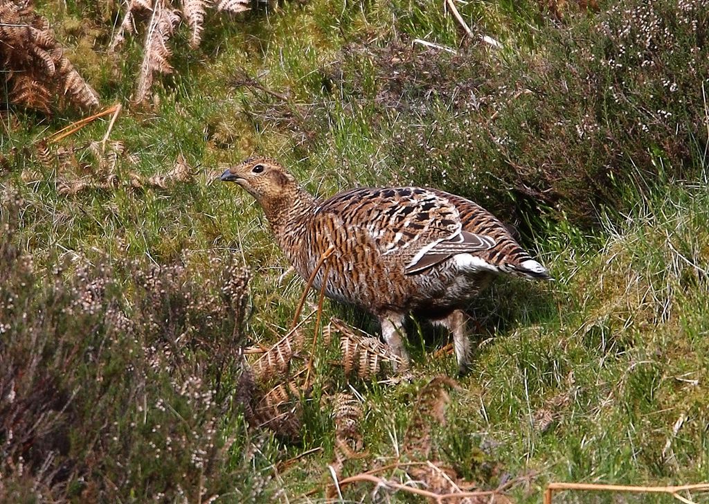 Black Grouse Female