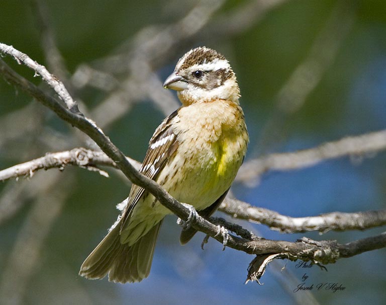 Black-headed Grosbeak female