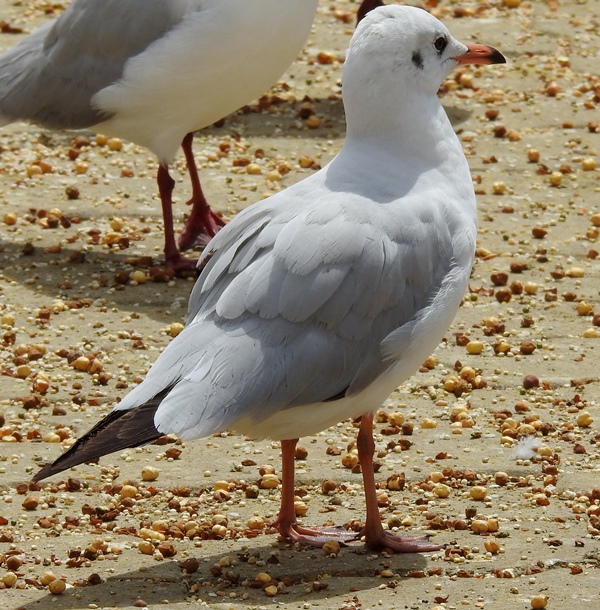 Black-headed Gull