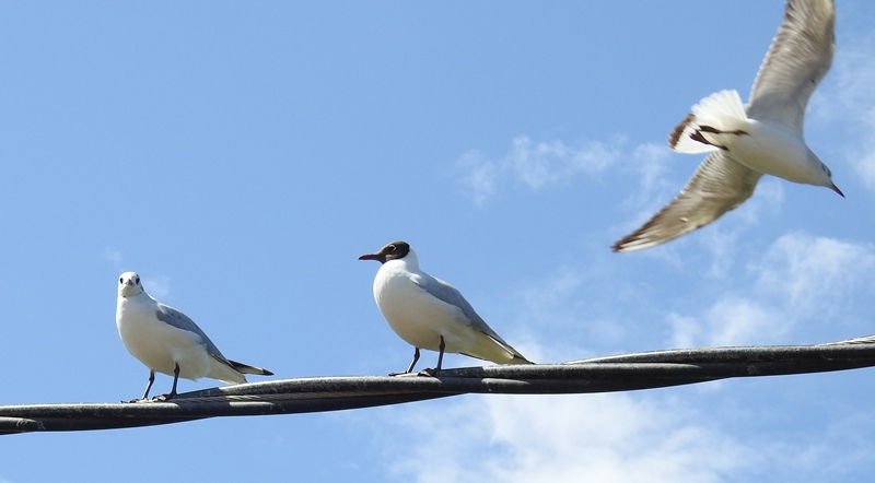 Black-heaed Gulls