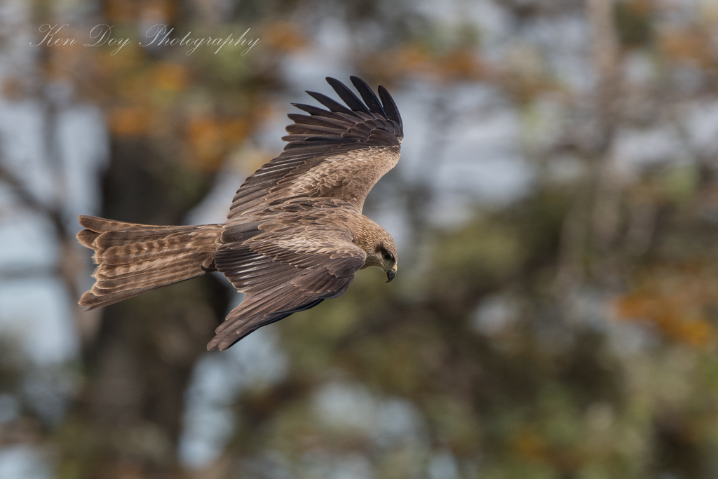 Black Kite