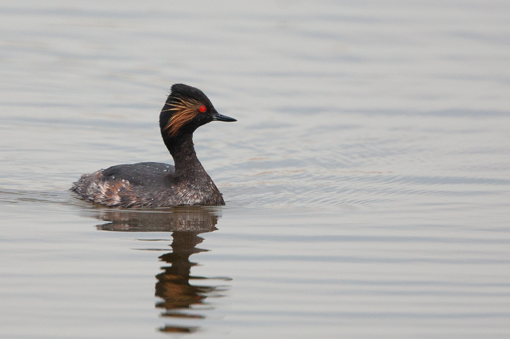 Black-necked Grebe