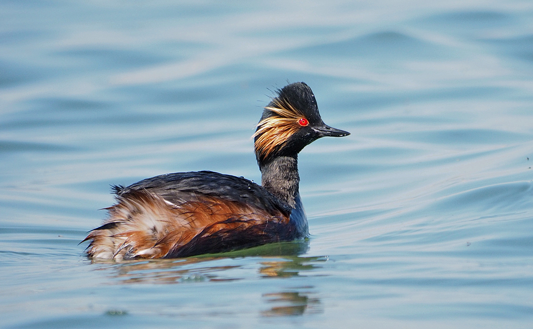 Black-necked Grebe