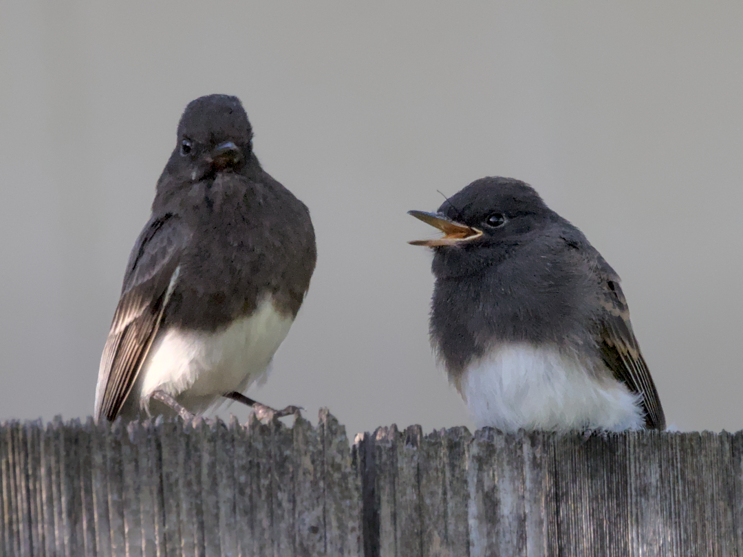 Black phoebe with fledgling