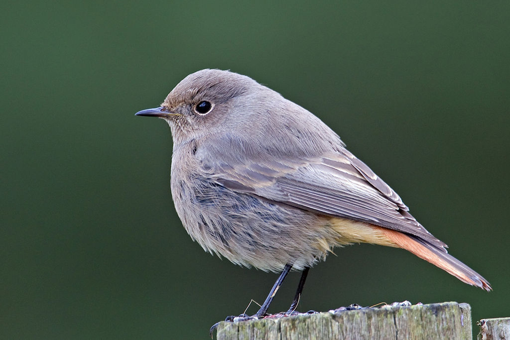 Black Redstart