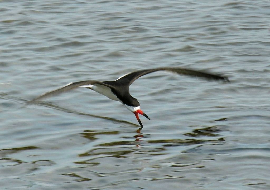 Black Skimmer