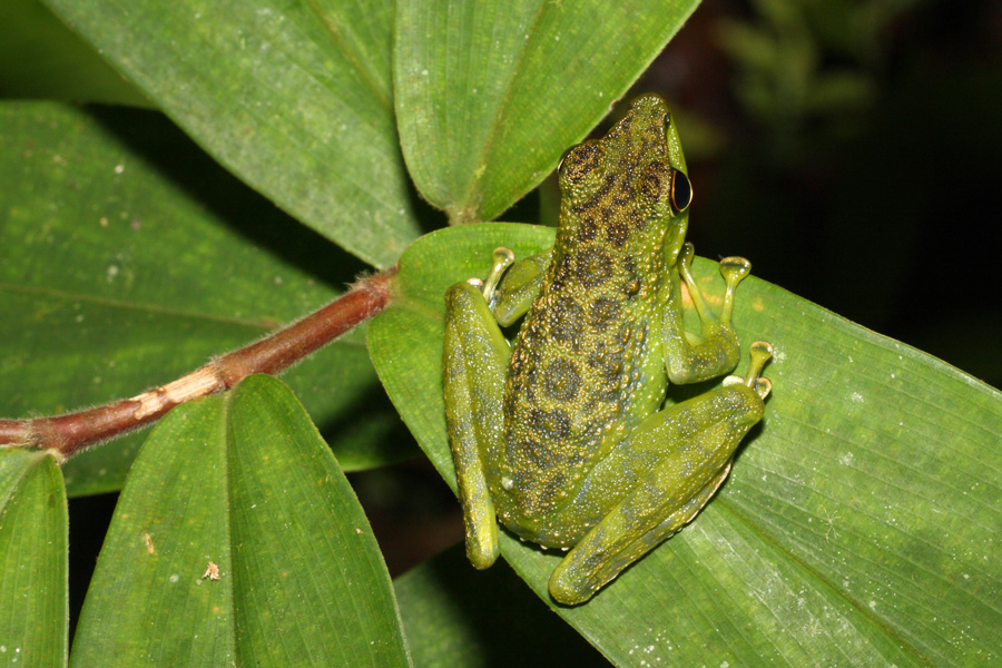 Black-spotted Stream Frog