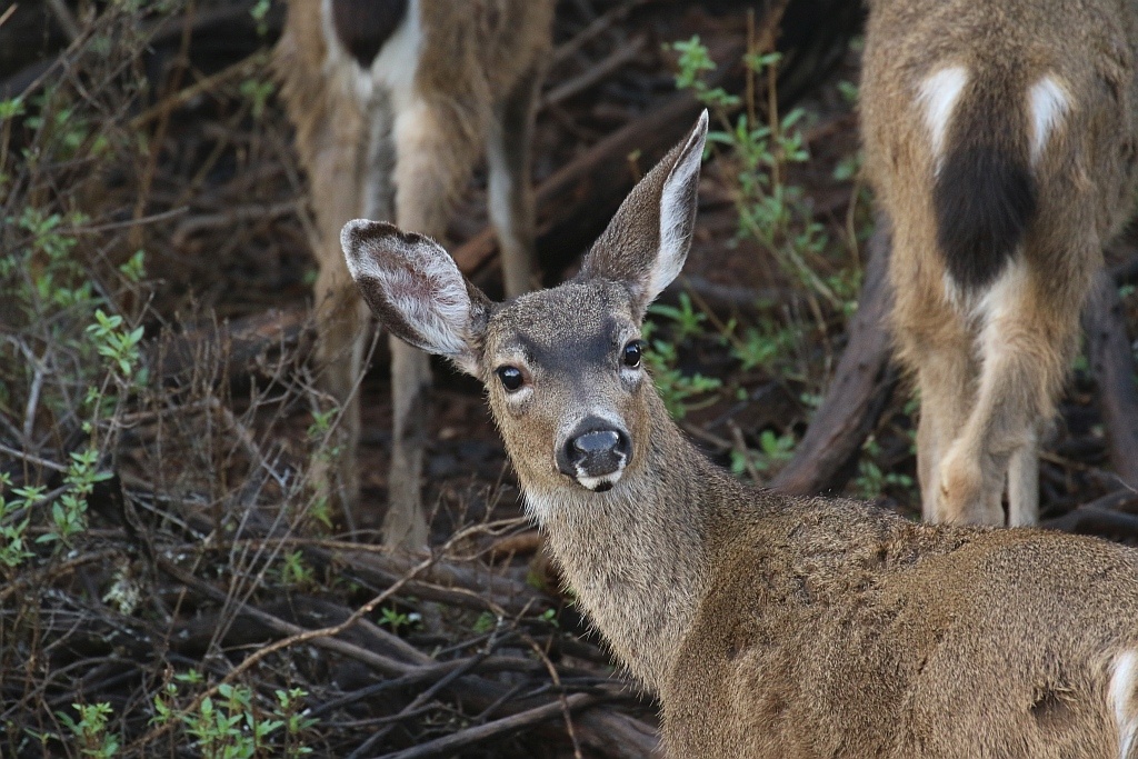 Black-tailed Deer | BirdForum