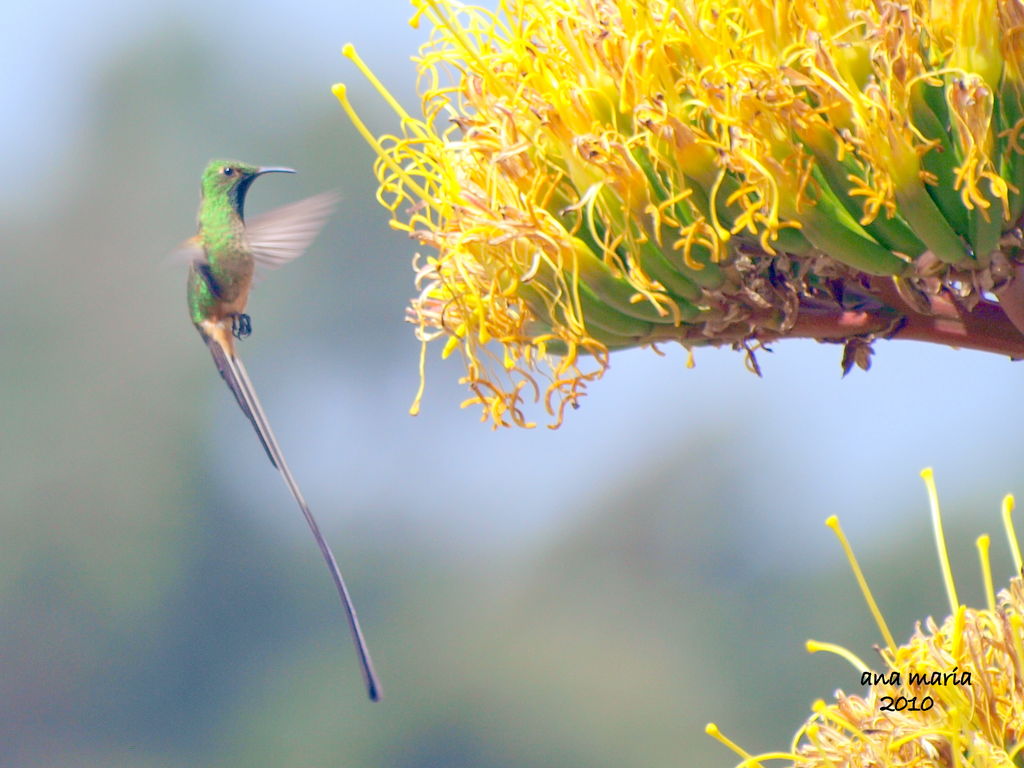 Black-tailed Trainbearer