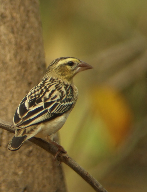 Black-winged Red Bishop