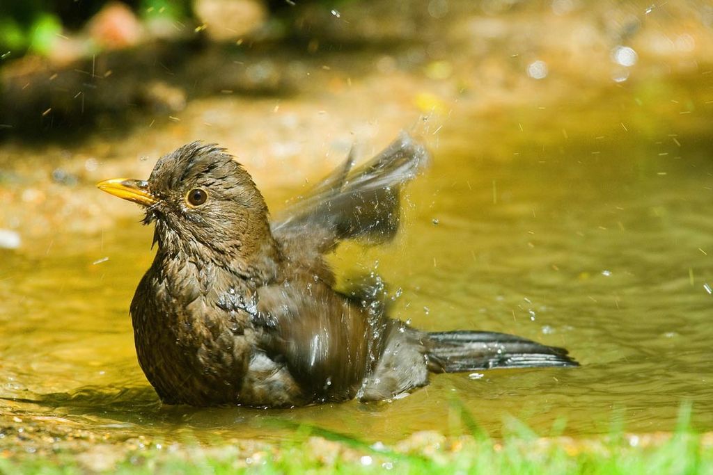 Blackbird bathing