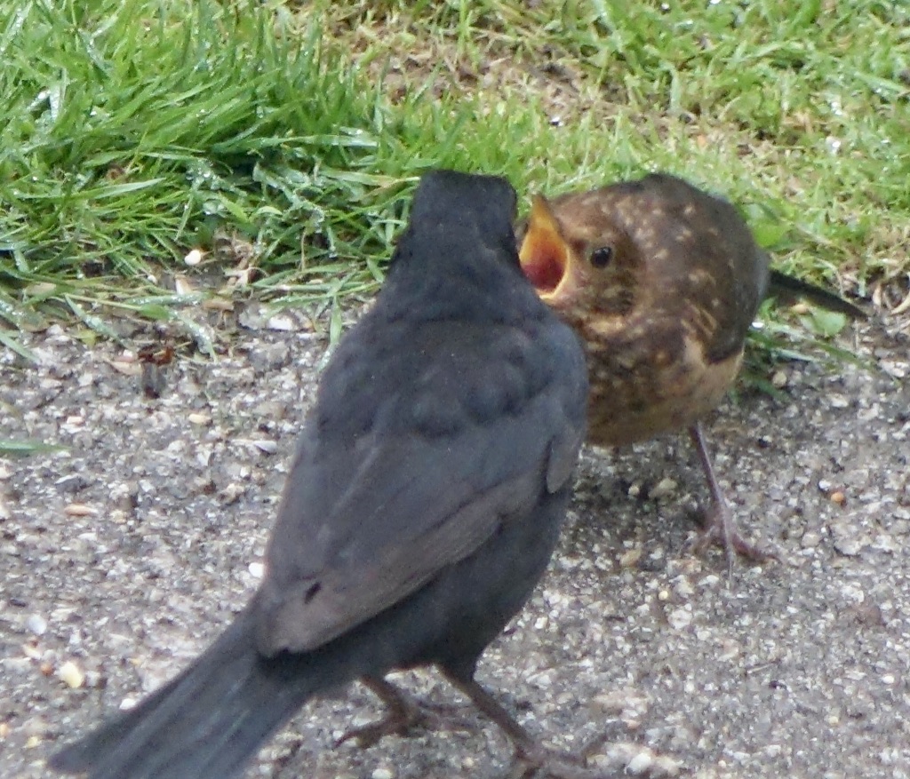 Blackbrd and young - Come on Mum!