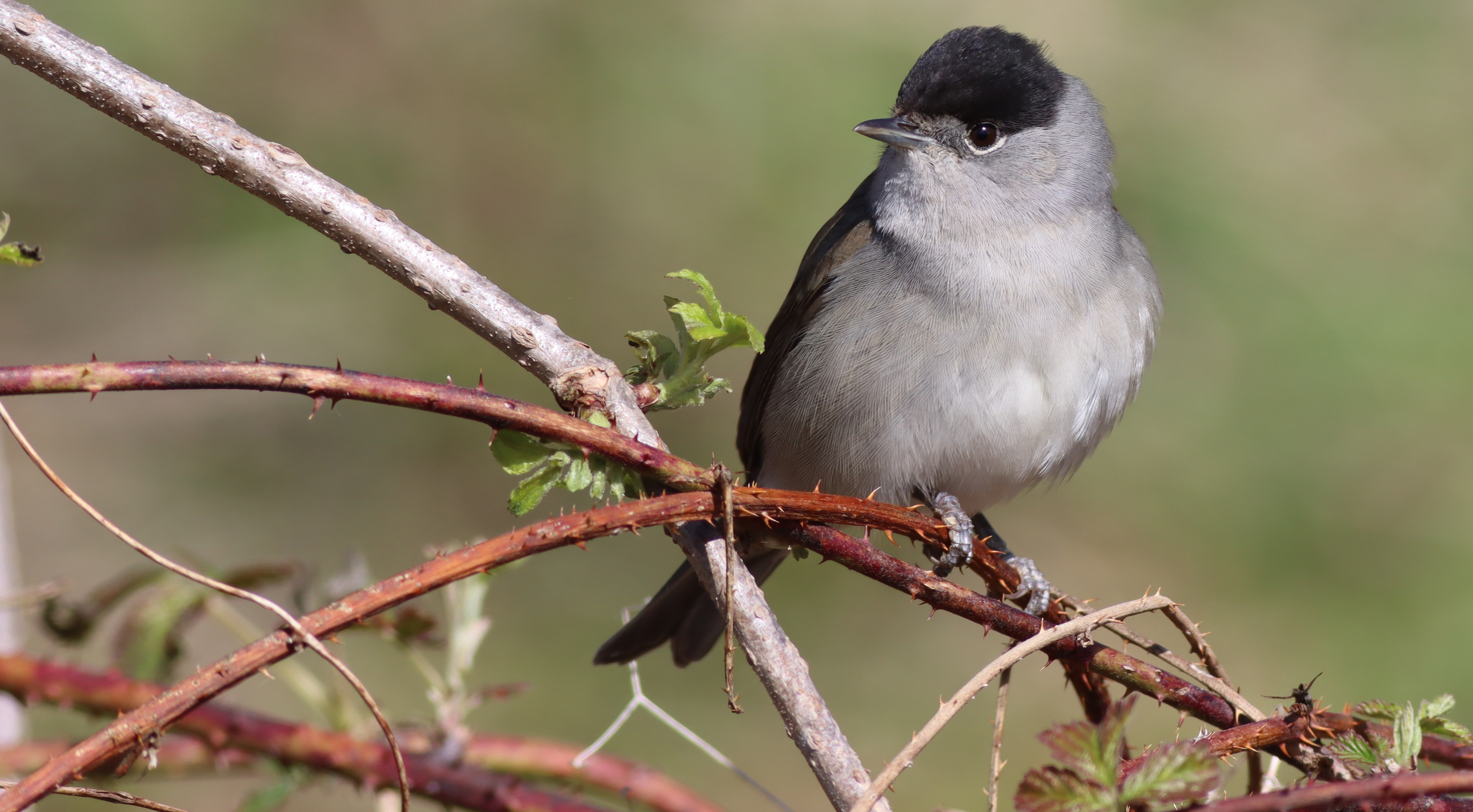 blackcap (male)