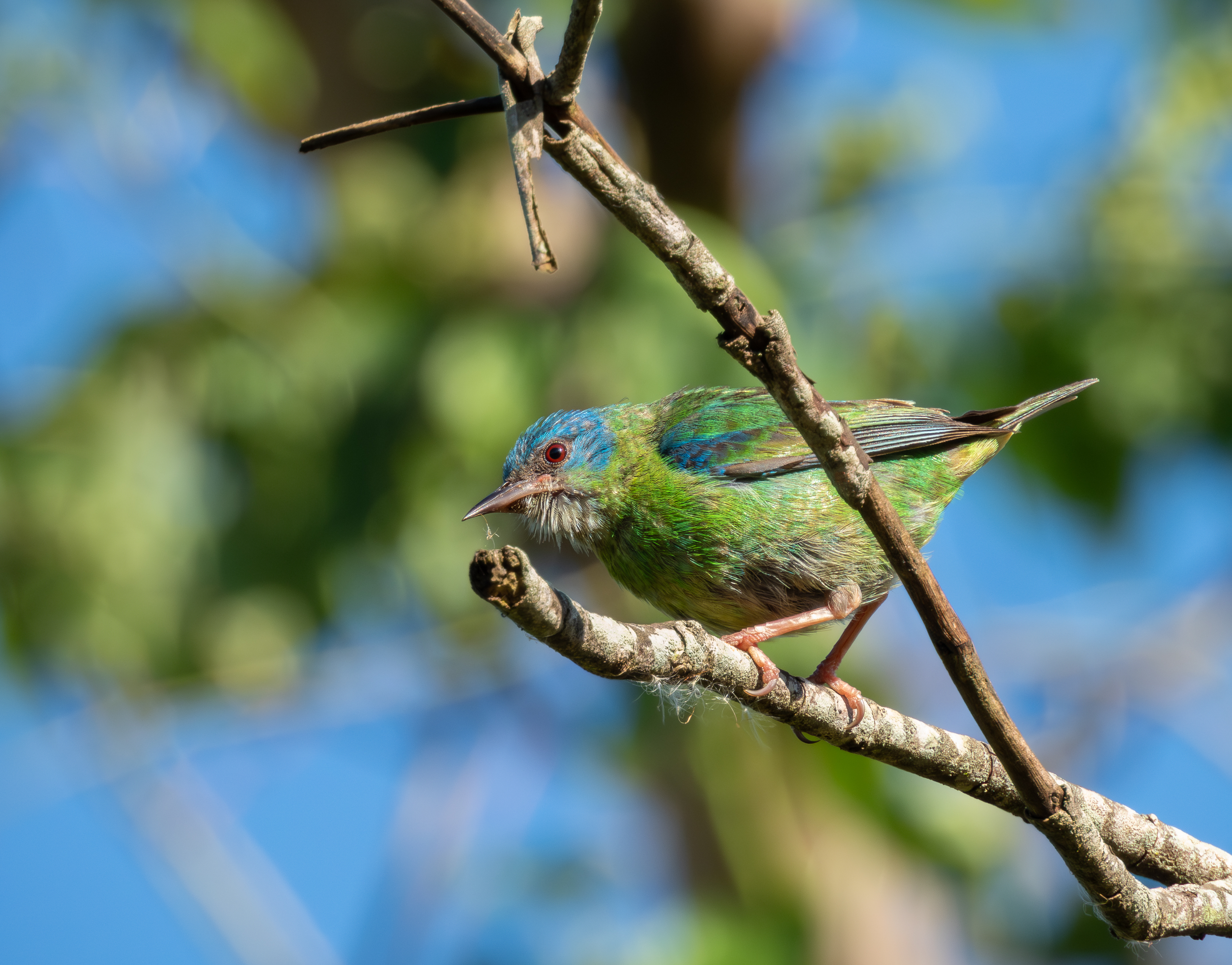 Blue Dacnis