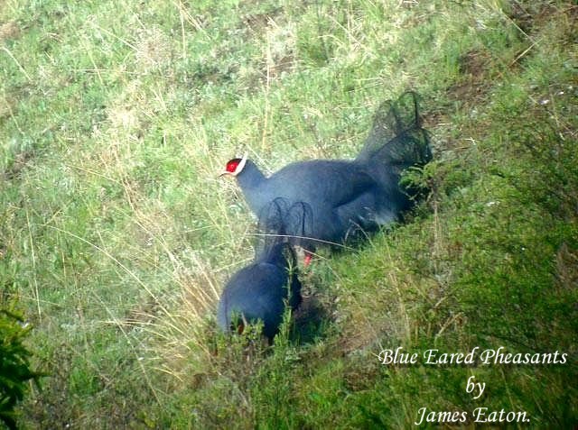 Blue Eared Pheasants..&quot;Opus &amp; D.B.&quot;