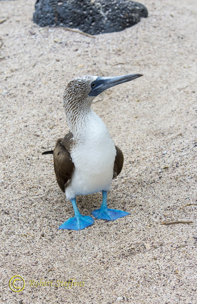 Blue-footed Booby