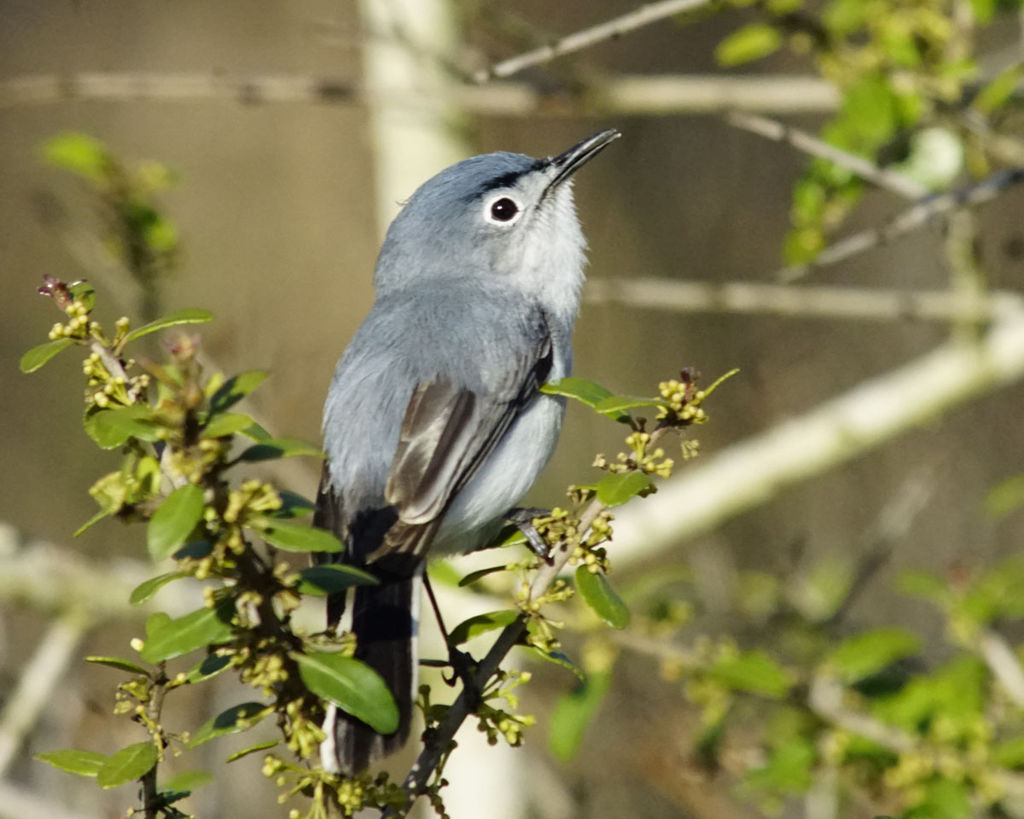 Blue-gray Gnatcatcher (adult male)