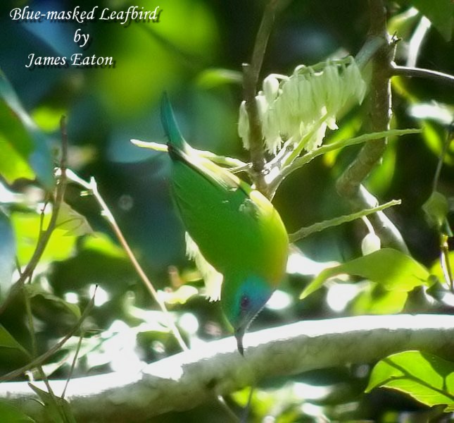 Blue-masked Leafbird...&quot;Opus&quot;