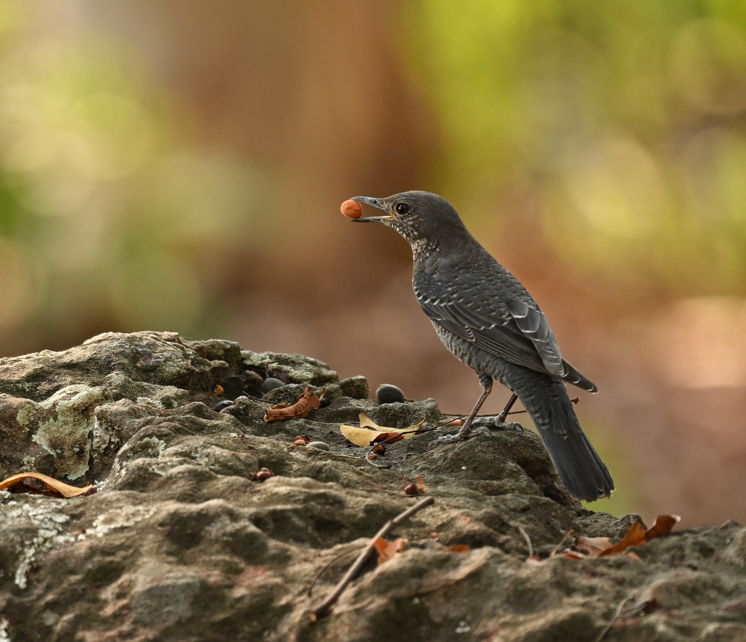 Blue rock thrush.