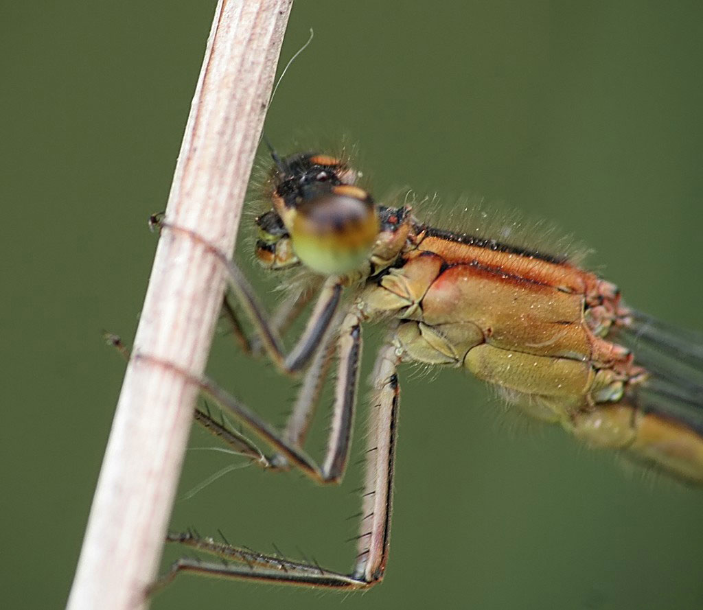 Blue-tailed Damselfly - Ischnura elegans f.rufescens-obsoleta