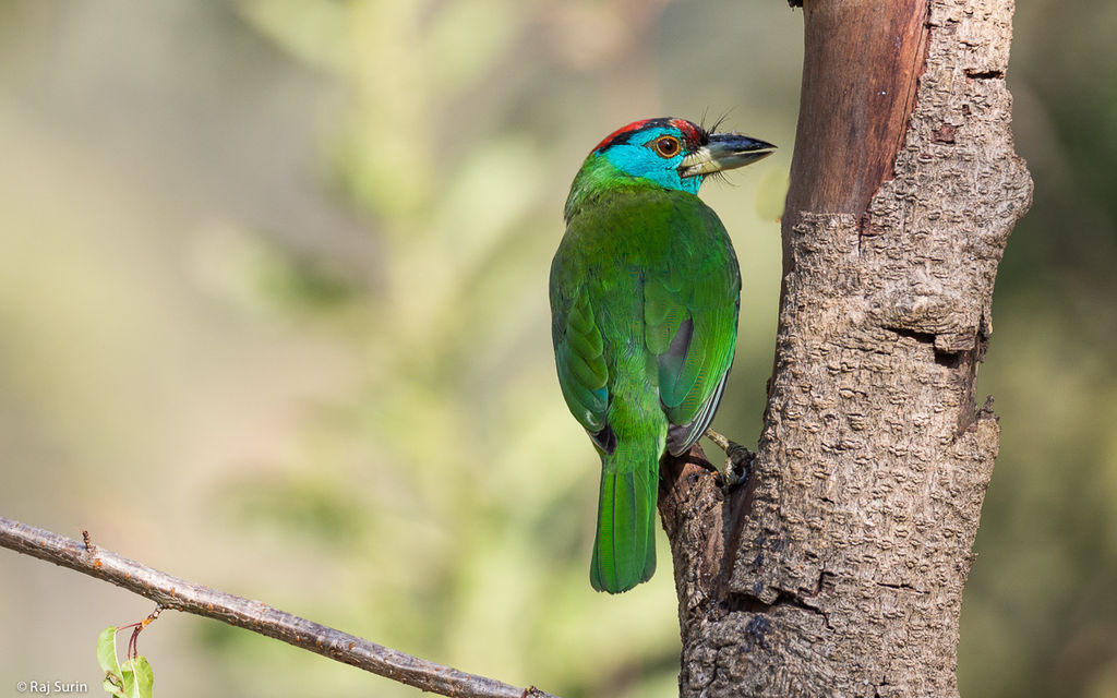 Blue-throated barbet