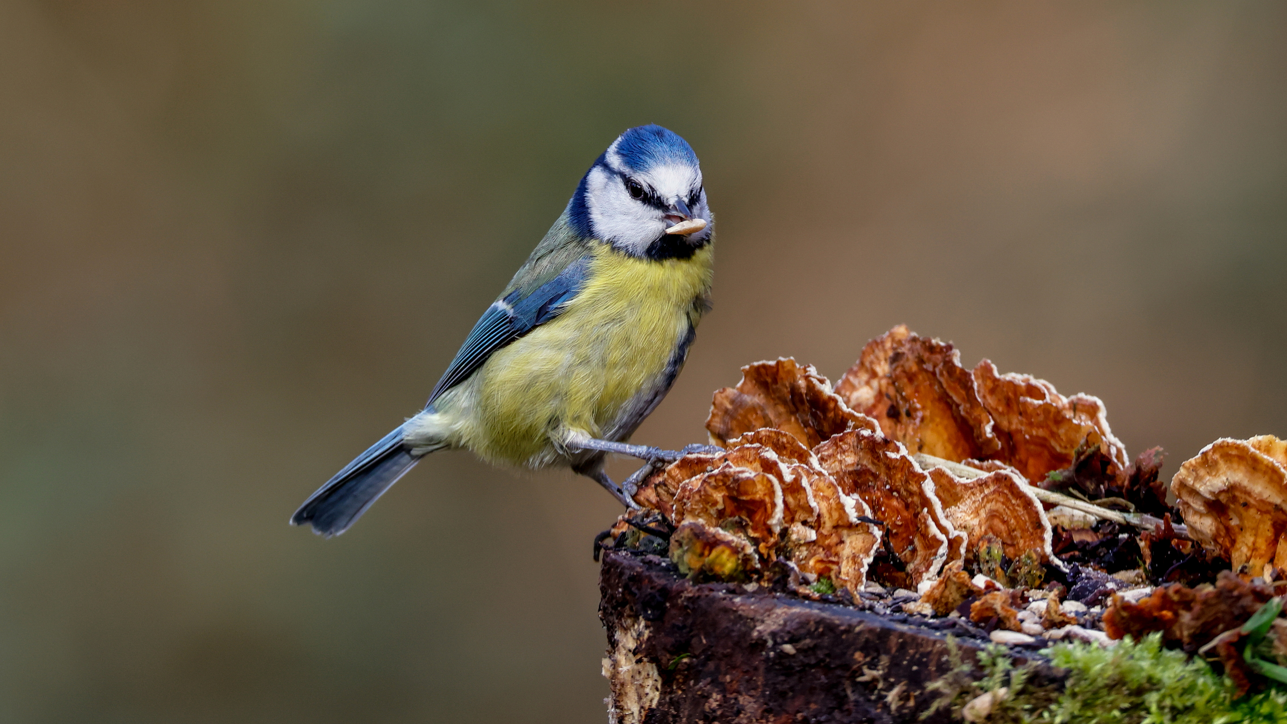 Blue Tit, Cyanistes Caeruleus