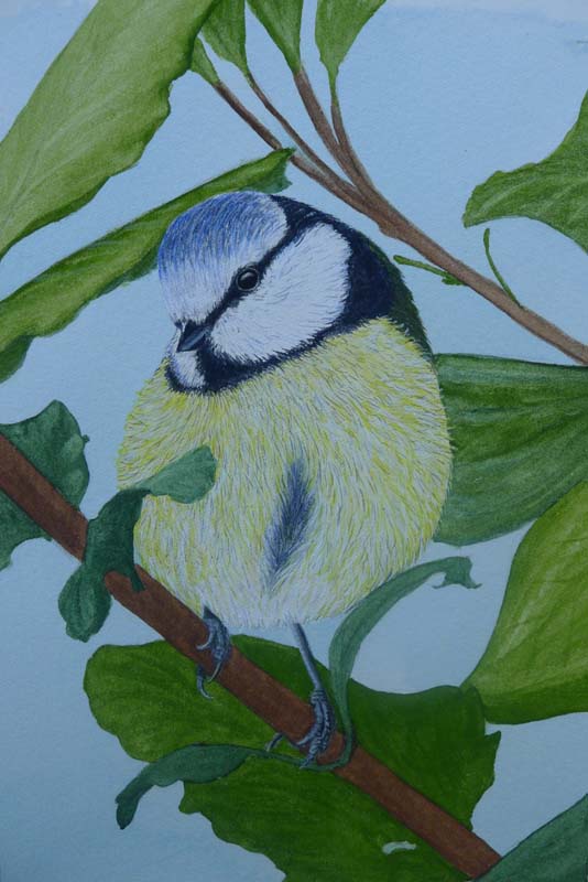 Blue Tit