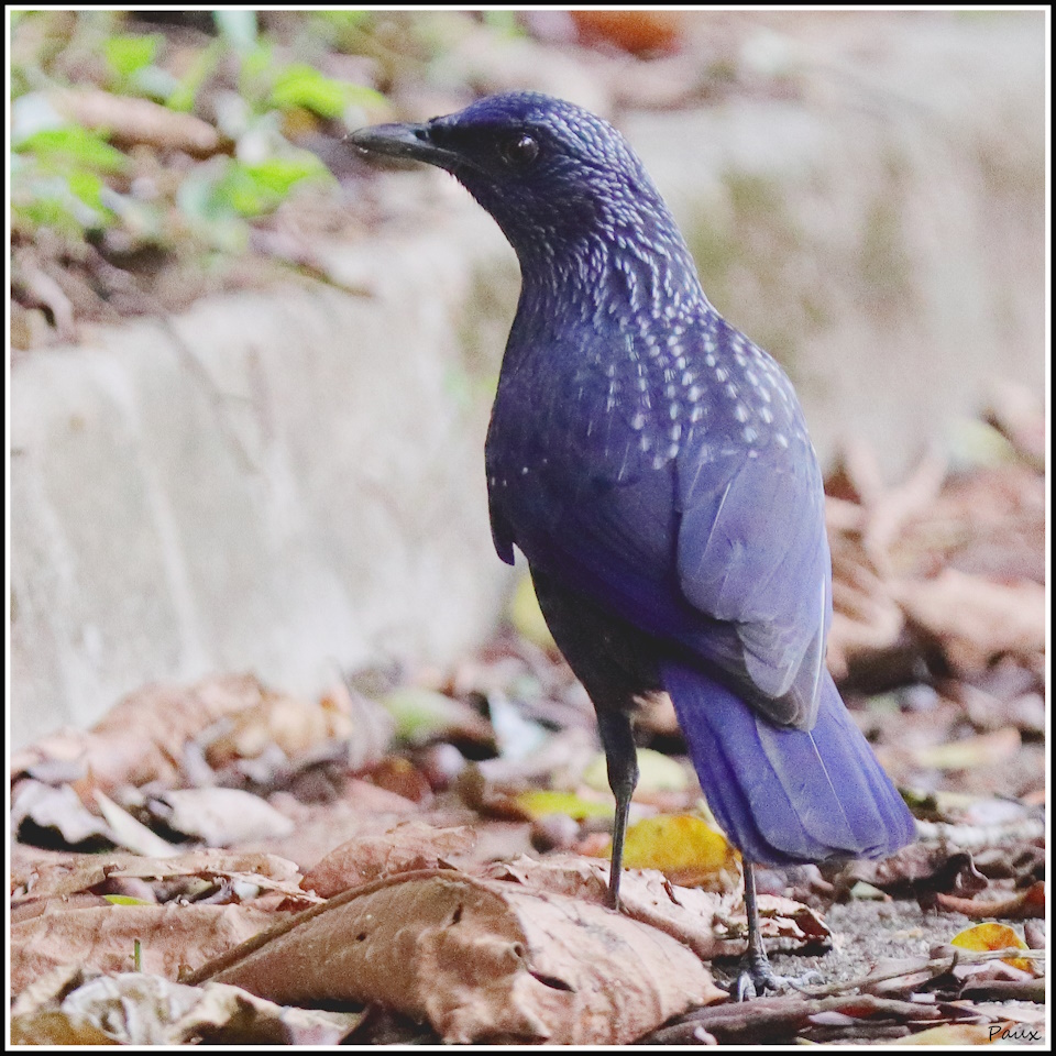 Blue Whistling Thrush