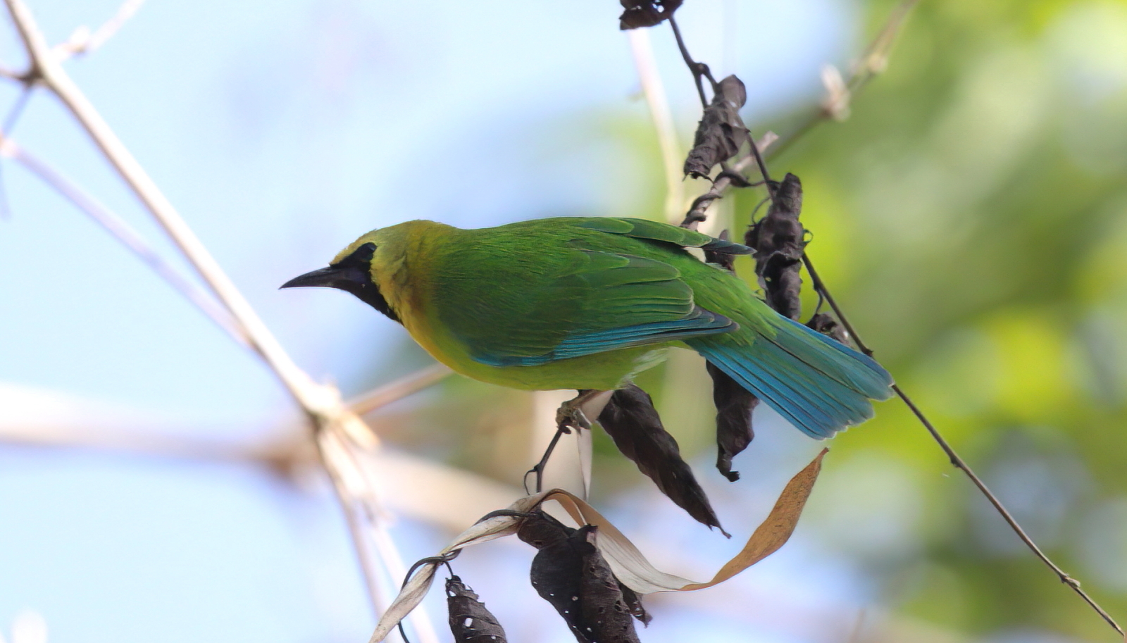 Blue-winged leafbird