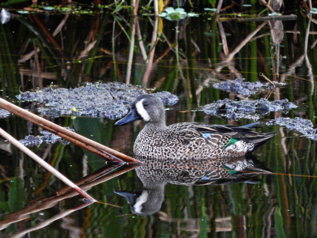 Blue-Winged Teal