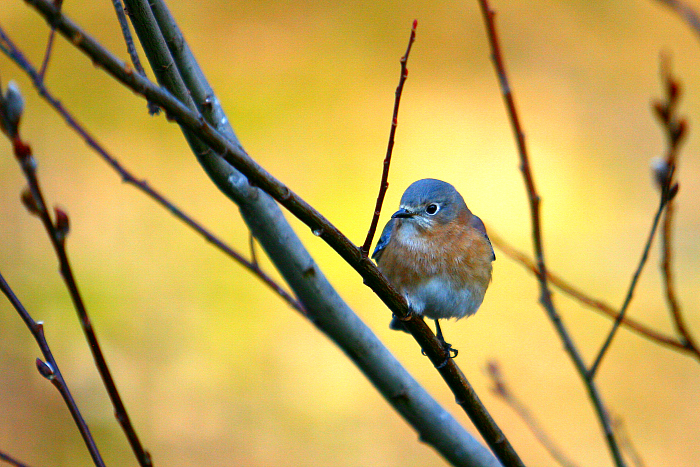 Bluebird Again