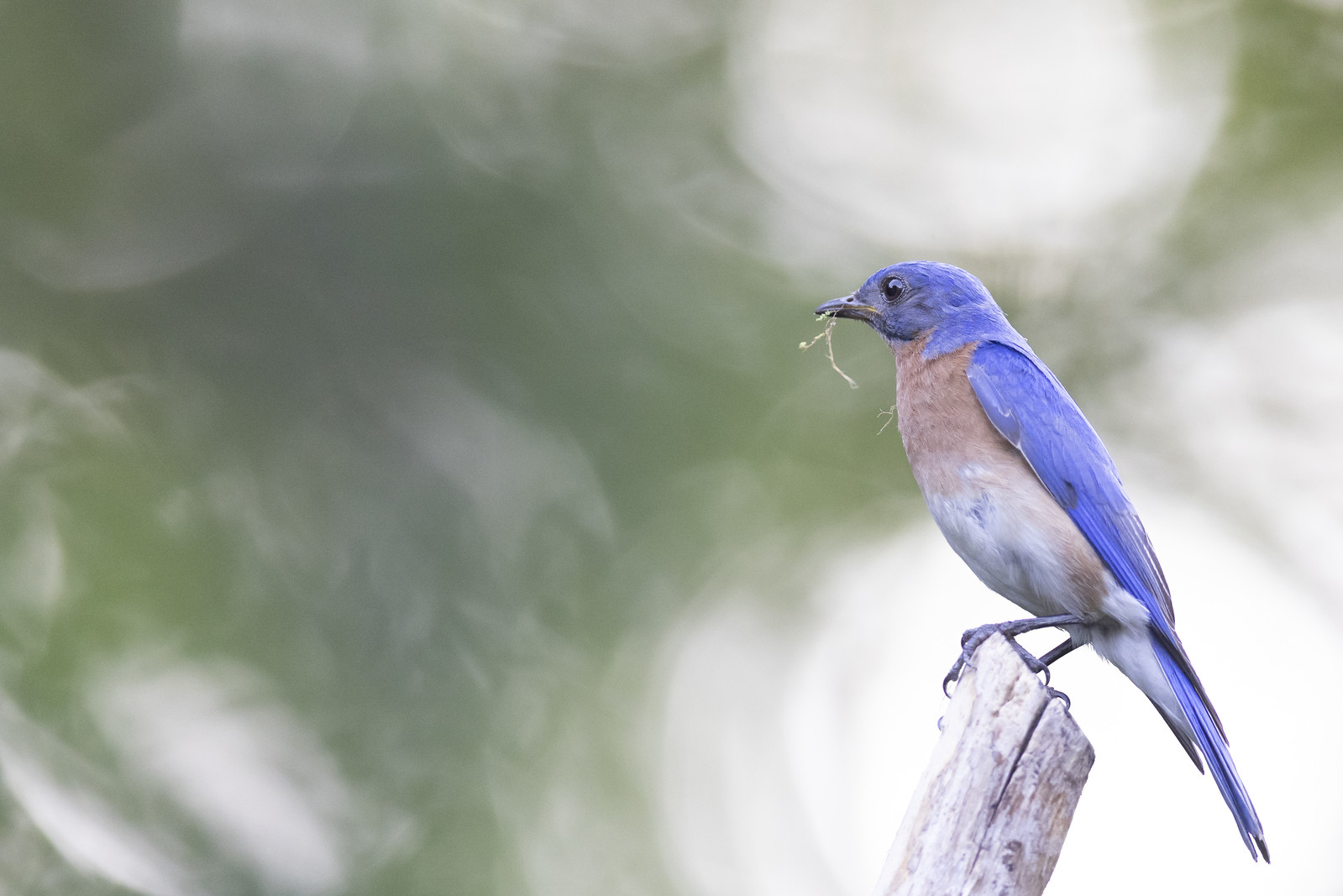 Bluebird getting it nesting material | BirdForum