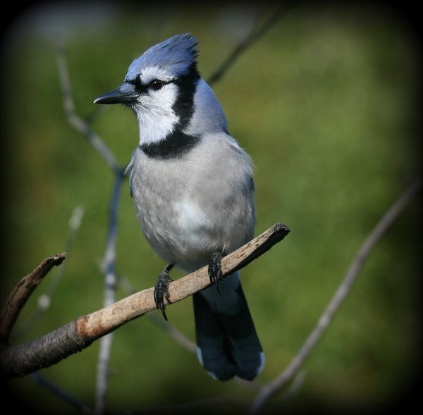 BLUEJAY