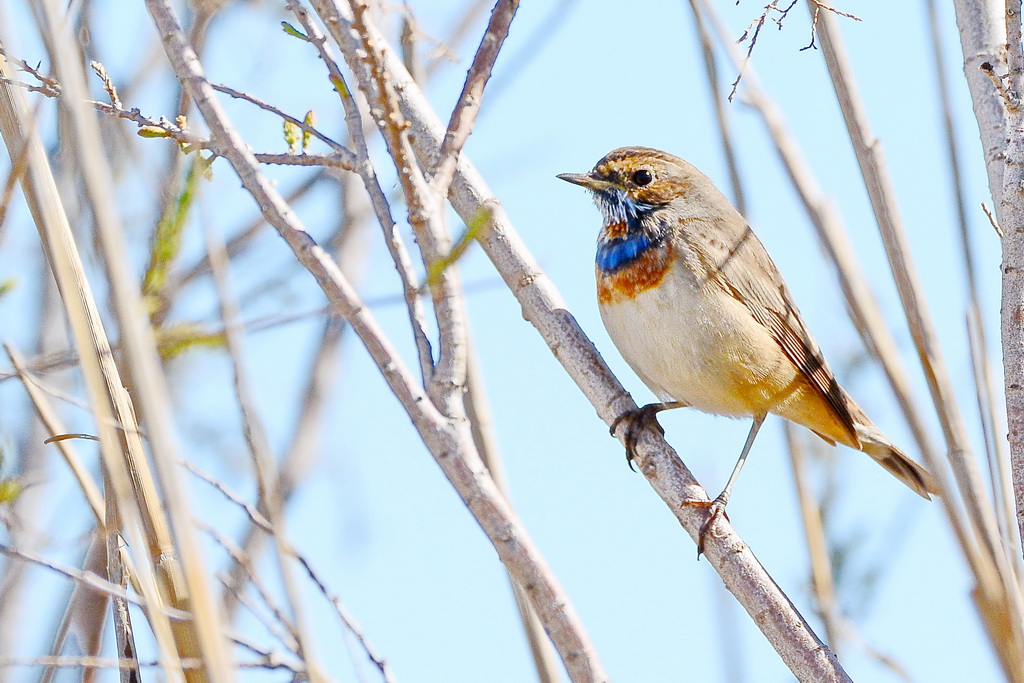 Bluethroat